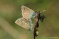 Polyommatus eumedon (Çokgözlü Geraniummavisi)